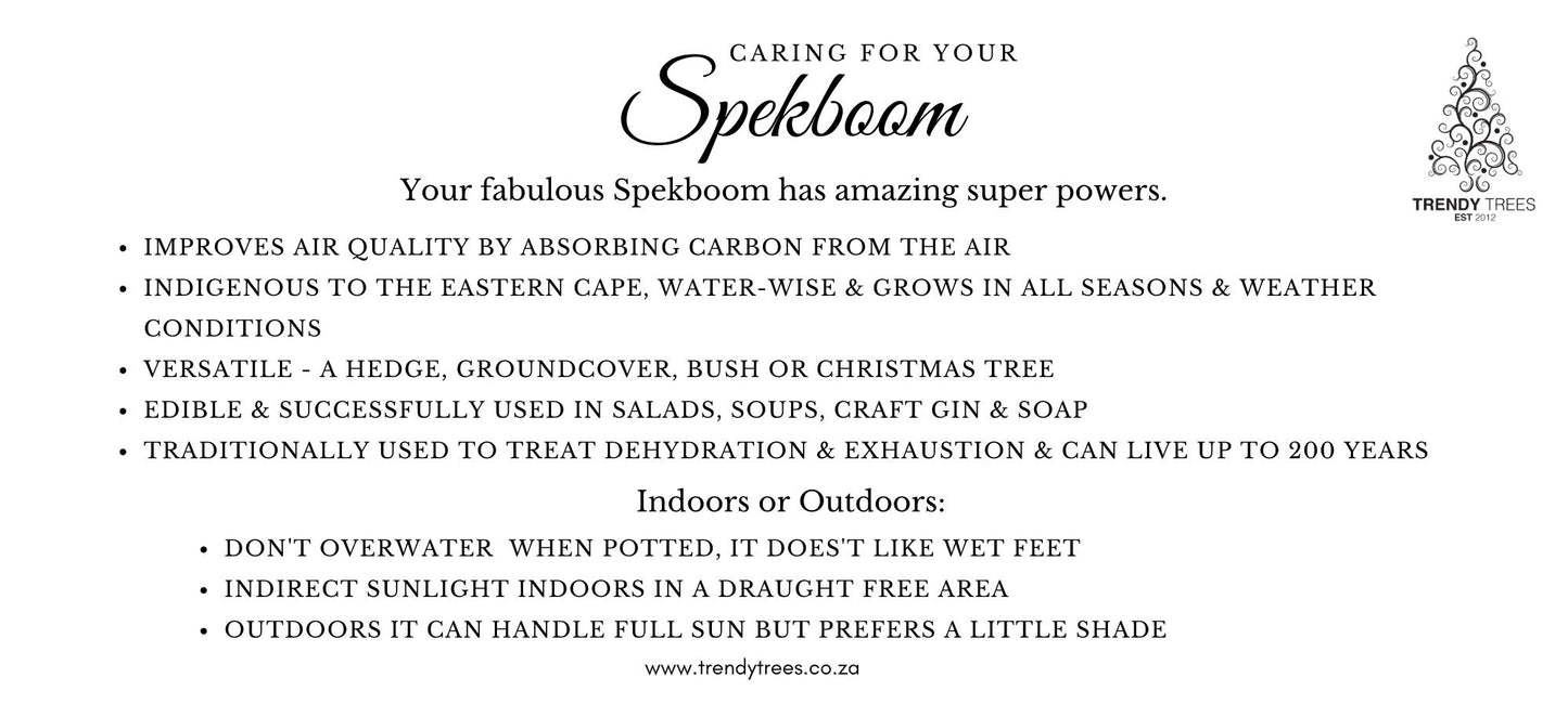 Christmas Tree - Live Shaped Spekboom