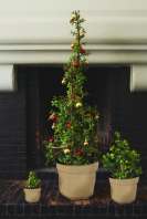 Christmas Tree - Live Shaped Spekboom