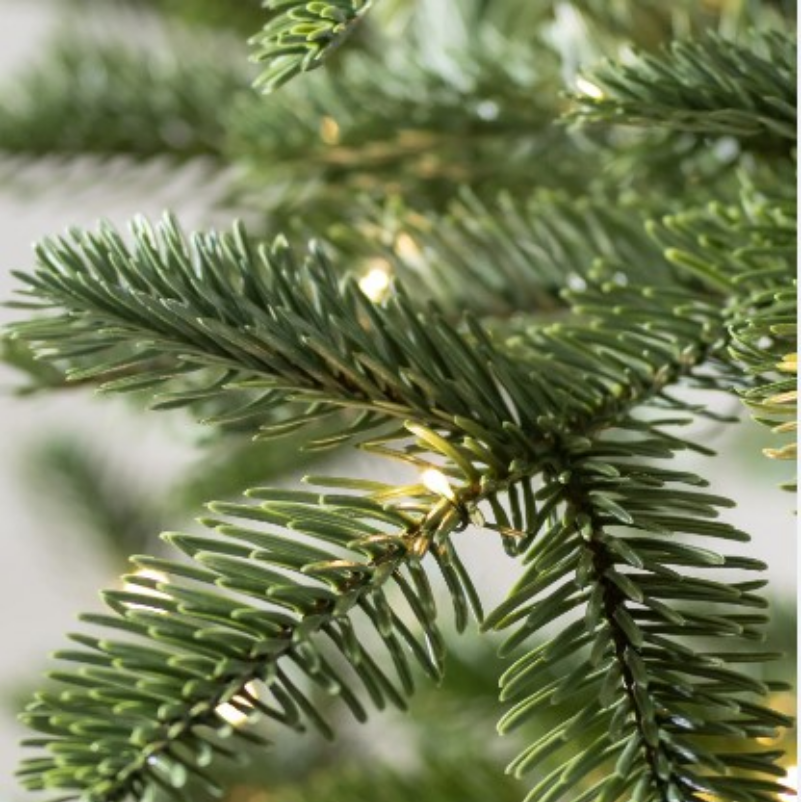 Christmas Trees - Imported Spruce Trees (Real Trees)