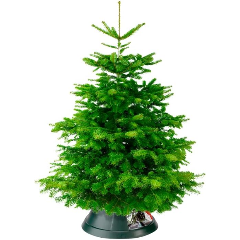 Spruce Stand for LIVE Tree