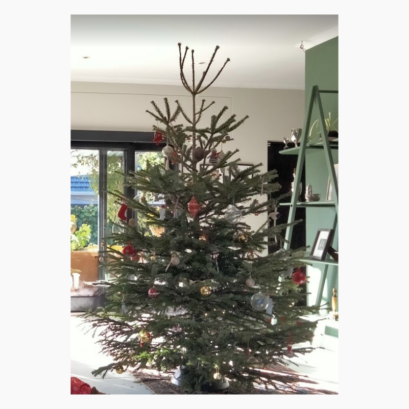 Christmas Trees - Imported Spruce Trees (Real Trees)